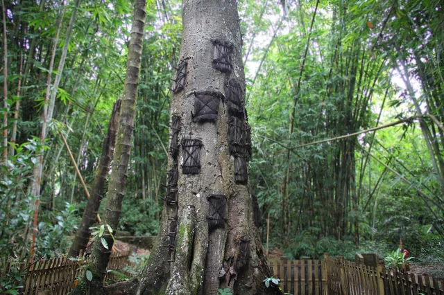 Tree Burials for Infants