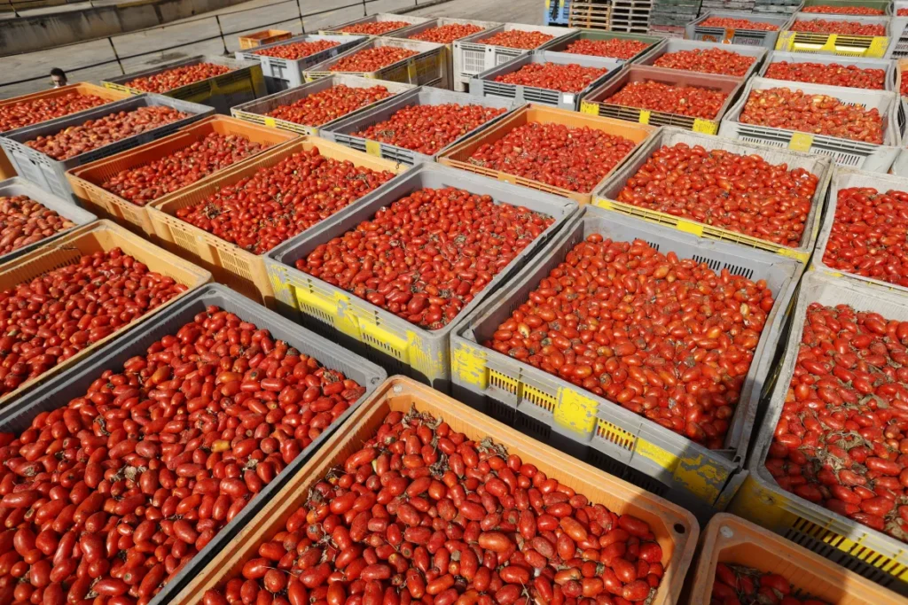 What Happens to the Tomatoes After the Tomatina Festival?