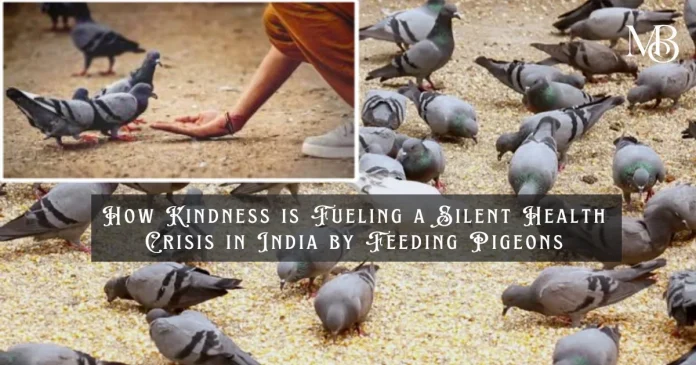 Health Crisis in India by Feeding Pigeons