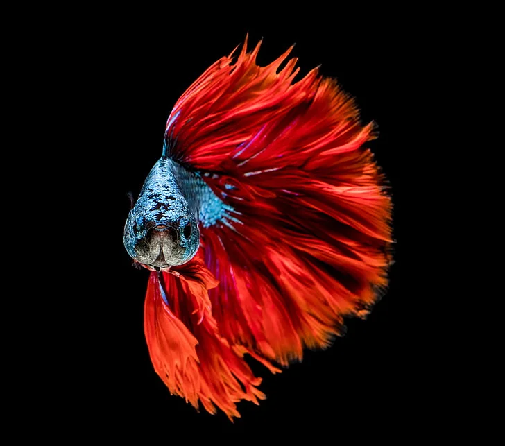 Betta Fish in Trance