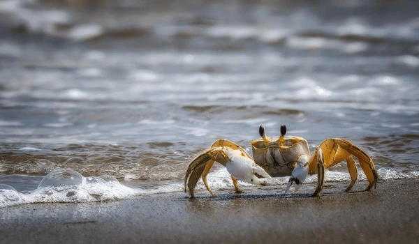 Crab Intelligence and Sensitivity